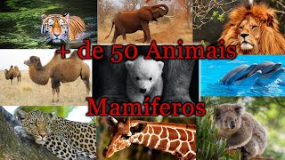 de 50 Animais Mamíferos  Enciclopédia de Animais para Crianças e Adultos  Ito ABC [upl. by Sackey717]