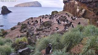 TawakiCam  Erectcrested penguins in Anchorage Bay Antipodes Island [upl. by Eenal]