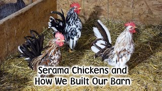 Serama Chickens And How We built Our Animal Barn [upl. by Myrtle]