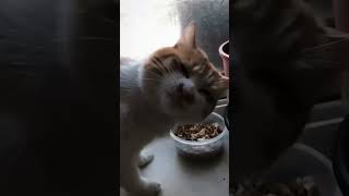 Cats shouldn’t play with fire 🔥🙀funny foryou shortvideo cutecat cat cute funnyvideo [upl. by Cammi]