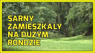 GŁOGÓW Sarny zamieszkały na dużym rondzie [upl. by Tracee]