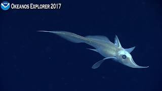 Okeanos Explorer Video Bite Longnose Chimaera Steals the Spotlight [upl. by Fasta41]