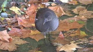 Young Moorhen searching under leaves [upl. by Adnuahsor]