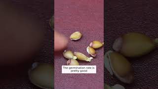 Growing oranges from seeds is easy garden gardening plants [upl. by Leor250]