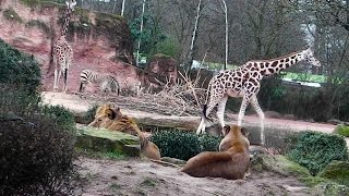 Sibirischer Tiger Aljoscha  Leopard Julius  Löwen  Giraffen  Zoo Hannover [upl. by Nilhtac]