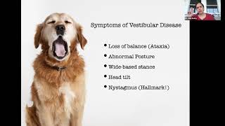 Canine Vestibular Disease A Common Senior Dog Malady [upl. by Dammahum]