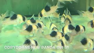 Corydoras NEW PANDA CW 51 [upl. by Bunnie50]