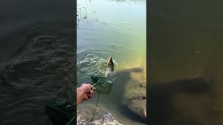 Fishing in Pakistan 🐠 Big fish 🐟 dinking leatt dymola dyne todler dalprop dorco [upl. by Nodnnarb319]