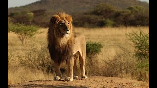 Pride  Rulers at Risk  National Geographic Documentary [upl. by Eedyak139]