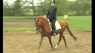 REITEN und ZUCHTVideo Reitlehre Antraben aus dem Schritt [upl. by Clarhe]