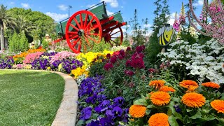 Happy Tuesday Flower festival 🌸🌻💐🪻🌼🇦🇺 [upl. by Bolt]