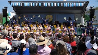 Sakura Matsuri DC 2018  Tamagawa University Dance Taiko Group Performance [upl. by Oirram9]