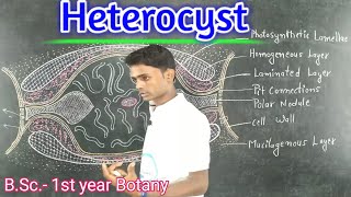 Lc12Heterocyst  Cyanobacteria BSc 1st year Botany  by Prahalad sir [upl. by Annette563]