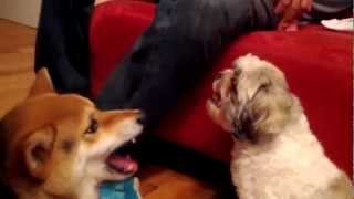 Jaxon Shiba Inu and Bowie Shih Tzu Snarling at each other [upl. by Necaj]