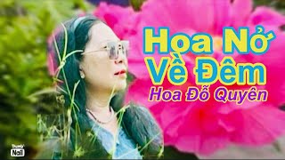 Hoa Nở Về Đêm  ST Mạnh Phát  Cover Hoa Đỗ Quyên [upl. by Mikel621]