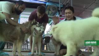 Pet cafe trend cat ching on in Yangon [upl. by Ettenoj]