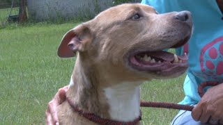 Georgia animal rescue to close this month dozens of animals still need homes [upl. by Aima380]