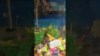 New cichlid fish tank video cichlids aquariumfish subscribe [upl. by Laerol]