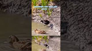 MOORHEN AND MALLARD DUCK WITCHELSTOWE CANAL 🦆🦆🦆 ABSports1 [upl. by Blodgett882]