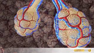 Anatomie So funktionieren Lungen und Bronchien [upl. by Luz]