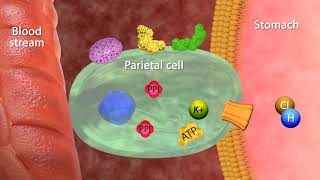 Mechanism of Action Proton Pumps Inhibitors [upl. by Eenwat]