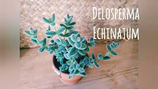 Delosperma Echinatum [upl. by Llecrad34]