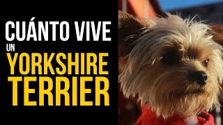 🔴 EL YORKSHIRE TERRIER y su EXPECTATIVA de VIDA [upl. by Nolaj]