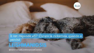 Il vet risponde 57 Curare la rickettsia Quando e perchè [upl. by Latnahc]