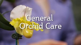 General Orchid Care [upl. by Ogu]