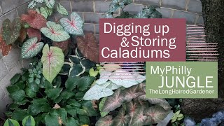 Digging amp Storing Caladiums  Fall Garden Prep  Urban gardening [upl. by Natsirk]