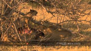 Desperate lions kill elephant calf [upl. by Brigg250]