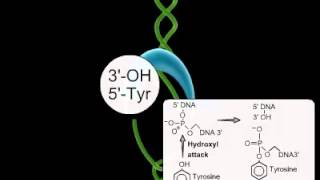 topoisomerase animation [upl. by Cacia]