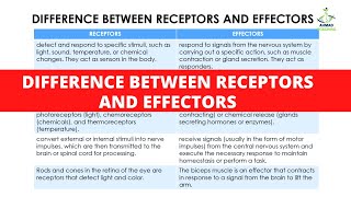 DIFFERENCE BETWEEN RECEPTORS AND EFFECTORS  Nervous System  Coordination and Control [upl. by Eniffit]