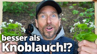 Diese Heilpflanze schlägt Knoblauch um Längen auch geschmacklich [upl. by Nesiaj]