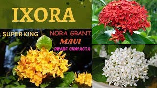 Ixora  Ixora Flower  All Information About Ixora  Nora Grant  Maui  Super King  Dwarf Compacta [upl. by Namlak885]