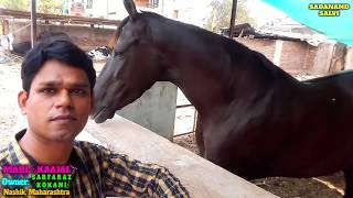 KAAJAL  BEAUTIFUL MARWARI MARE  NASHIK [upl. by Faye635]