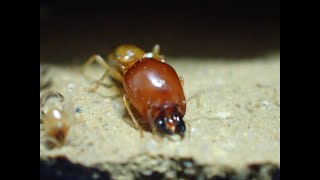 Higher Termite Macrotermes gilvus the worker minor and major soldier caste [upl. by Salamone693]