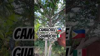 Camachile 🇵🇭Guamúchil 🇲🇽Madras Thorn 🇺🇸 fruit tree update in SoCal Sept 2024 Update fruit [upl. by Enelrad]