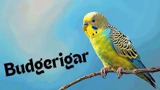 Budgerigar sounds and vocalizations [upl. by Pinchas810]