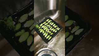 Trying to propagating with rooting hormone water  succulent propagation wateringplants [upl. by Eninaej]