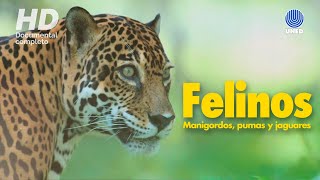 Felinos de Costa Rica Manigordos Pumas y Jaguares [upl. by Bayard]