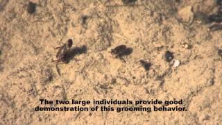 Water Boatmen Behavior [upl. by Ferro]