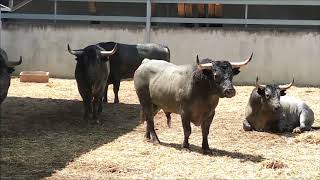 San Fermines 2019  Feria del TORO [upl. by Conah]