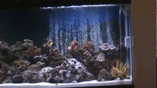 Part 1 My 55 Gallon Marine Salt Water Aquarium Coral Reef Fish Tank LED Lights Saltwater [upl. by Llebanna624]