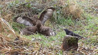 Common buzzards fighting for food 227  Raven hide food 000 and come back 355 [upl. by Adlar]