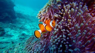 CLOWNFISH and Anemone [upl. by Huckaby]