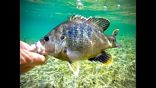 CRYSTAL CLEAR Frio River Fishing Concan Tx [upl. by Ailedua]