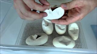 Ball Python Egg Cutting [upl. by Jayson]