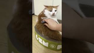 Random Cat Shenanigans Hilarious amp Adorable Moments You Can’t Miss Part3 [upl. by Nnaharas536]