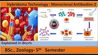 Hybridoma Technology  Monoclonal Antibodies2  BSc Zoology  HSR Bioinfo [upl. by Adiaz]